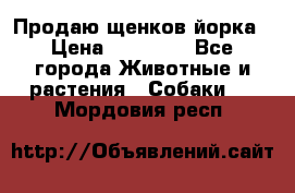 Продаю щенков йорка › Цена ­ 10 000 - Все города Животные и растения » Собаки   . Мордовия респ.